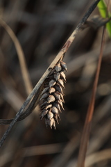 Carex melanostachya