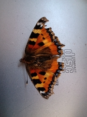 Aglais urticae