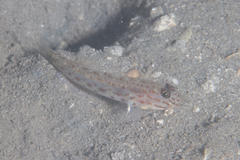 Ctenogobiops crocineus