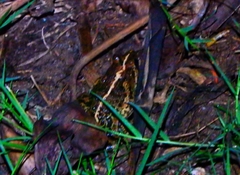 Fejervarya limnocharis