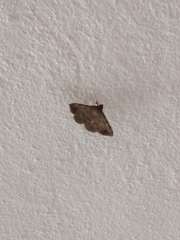 Lepidoptera