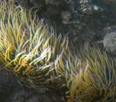 Anemonia viridis