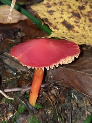 Coccineae