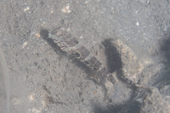 Cryptocentrus strigilliceps