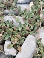 Alyssum montanum