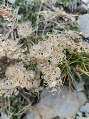 Alyssum montanum