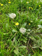 Taraxacum officinale