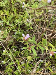 Richardia grandiflora