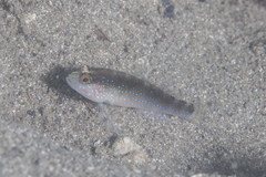 Asterropteryx semipunctata