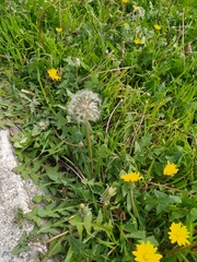 Taraxacum officinale