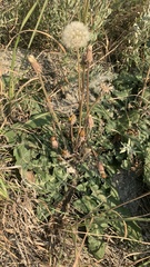 Taraxacum serotinum