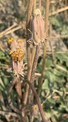 Taraxacum serotinum