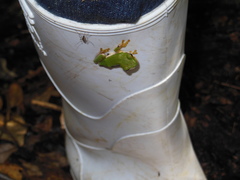 Duellmanohyla schmidtorum