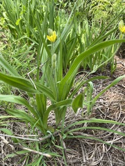 Hypoxis galpinii