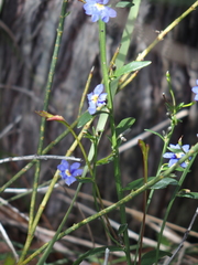 Dampiera linearis