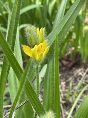 Hypoxis galpinii