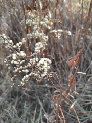 Solidago