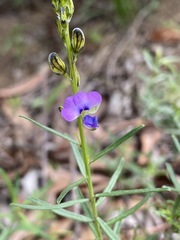 Polygala producta