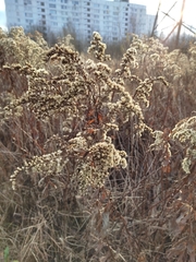 Solidago