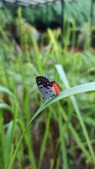 Talicada nyseus nyseus