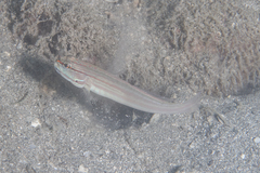 Amblygobius nocturnus
