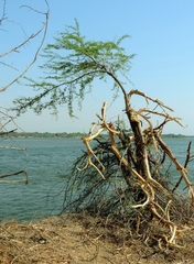 Vachellia robusta clavigera