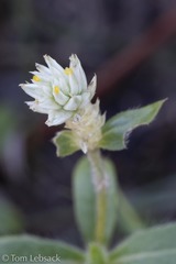 Gomphrena nealleyi
