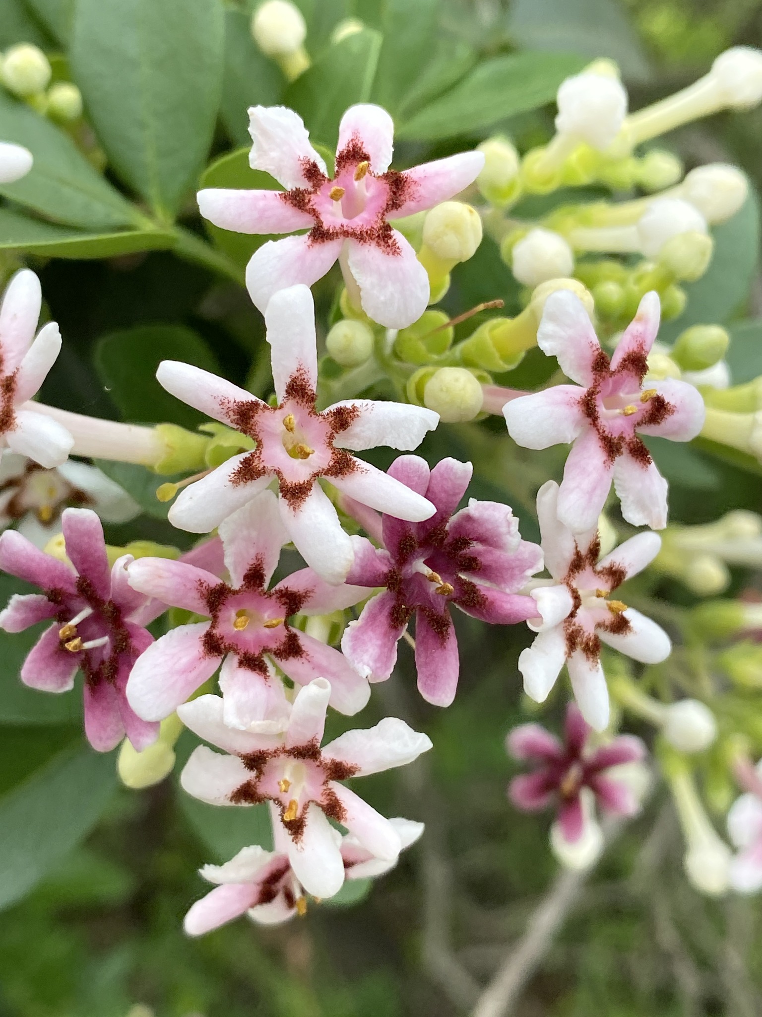 myrtle plant Scarlet Pink Crape Myrtle Tree Live Flowering Tree