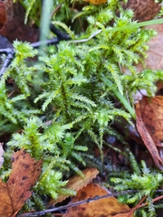 Hylocomiadelphus triquetrus