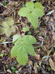 Rubus idaeus