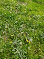 Taraxacum officinale