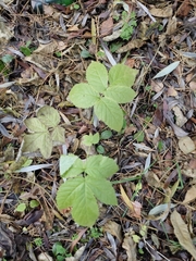 Rubus idaeus