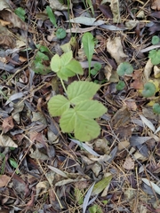 Rubus idaeus