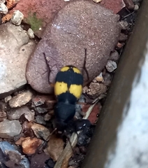 Chlaenius panagaeoides