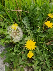 Taraxacum officinale