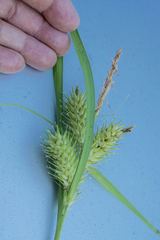 Carex lupuliformis
