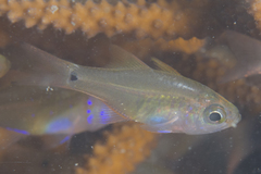 Zoramia viridiventer