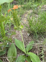 Crossandra greenstockii