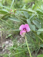 Sphenostylis angustifolia image