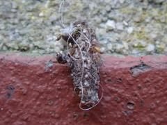 Dahlica triquetrella