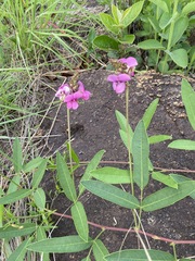 Sphenostylis angustifolia image