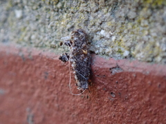 Dahlica triquetrella