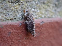 Dahlica triquetrella