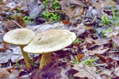 Tricholoma sulphureum