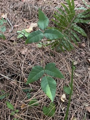 Toxicodendron radicans image