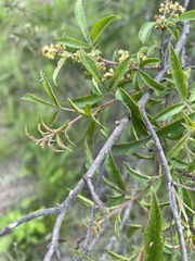 Searsia grandidens