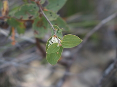 Hakea ferruginea