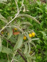 Solanum elaeagnifolium