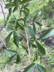 Searsia grandidens