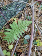 Dryopteris filix-mas